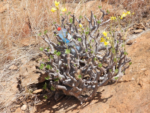 Pachypodium horombense