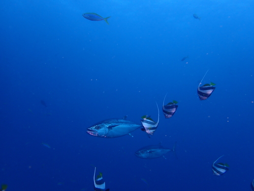 Dogtooth Tuna — seen at this dive site