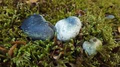 Rossbeevera pachydermis