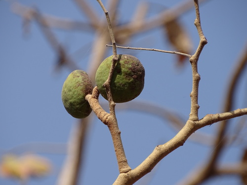 Foto de Tallow tree
