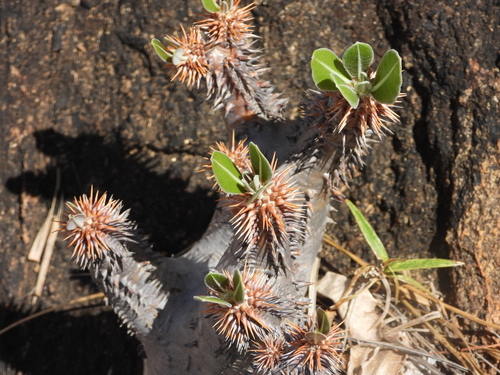 Pachypodium horombense