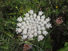 Daucus carota maximus