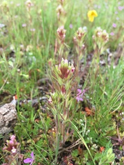 Castilleja brevistyla