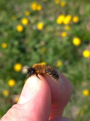 Andrena nigroaenea