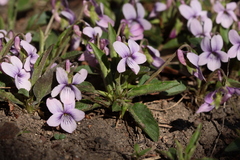 Viola philippica philippica