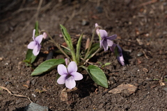 Viola philippica philippica