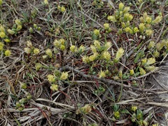 Salix repens