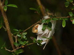 Trichiocercus mesomelas