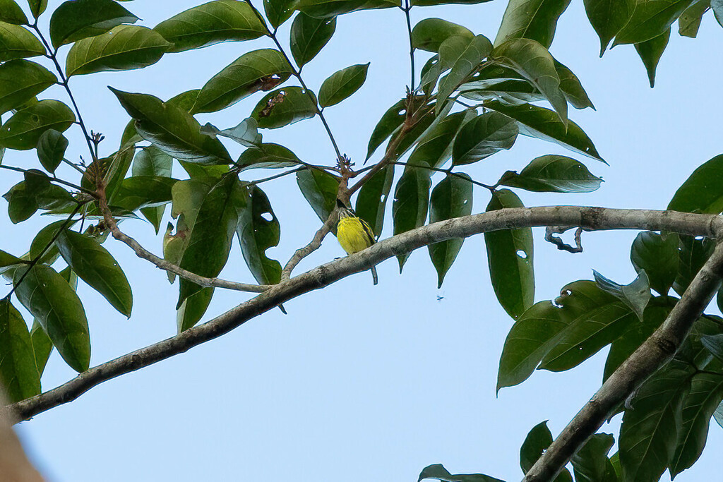 Painted Tody-Flycatcher