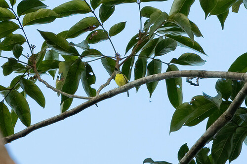 Painted Tody-Flycatcher