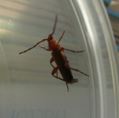 Phymatodes testaceus