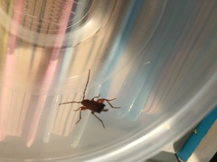 Phymatodes testaceus