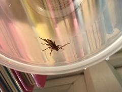 Phymatodes testaceus