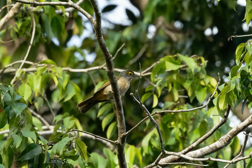 Fulvous-crested Tanager