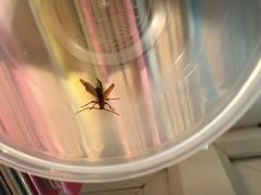 Phymatodes testaceus