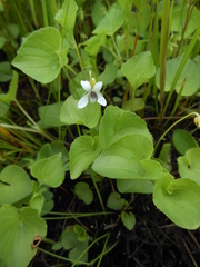 Viola amurica