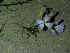 Ceuthophilus californianus