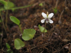 Viola amurica