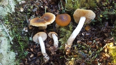 Cortinarius peraureus