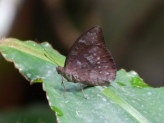Euriphene