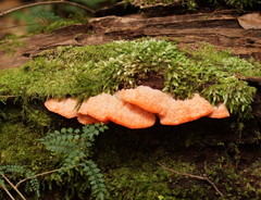 Aurantiporus pulcherrimus