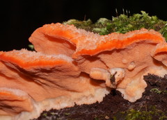 Aurantiporus pulcherrimus