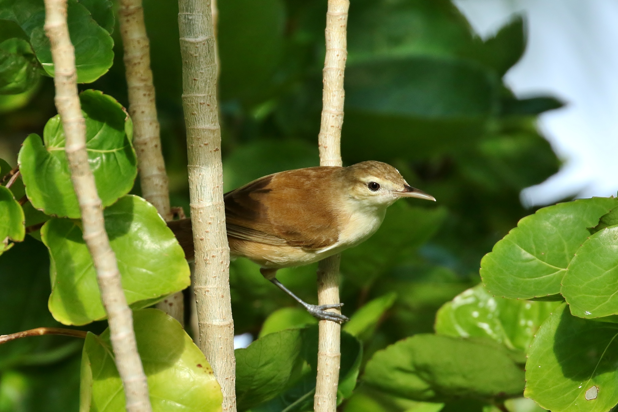 Caroline Reed Warbler illustration