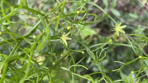 Foto de Cebola Trepadeira