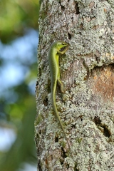 Lamprolepis smaragdina