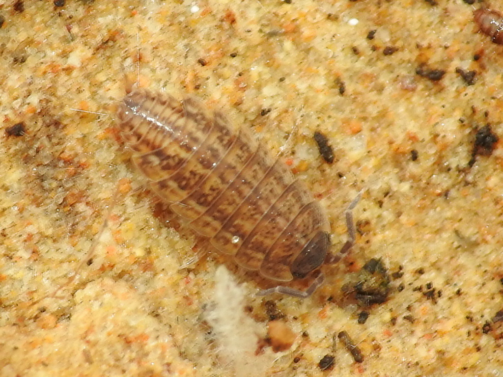 Proporcellio from Badajoz, España on 07 December, 2023 at 11:35 AM by ...