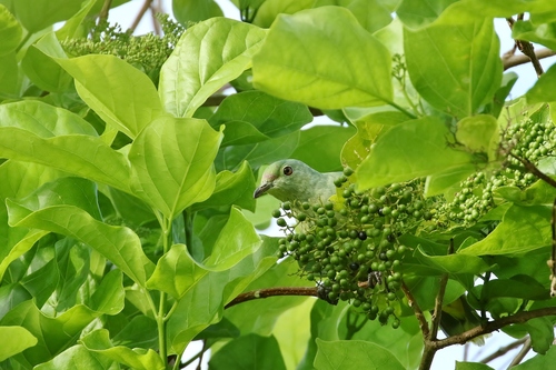 Ptilinopus ponapensis