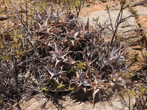 Aloe deltoideodonta, photograph 3