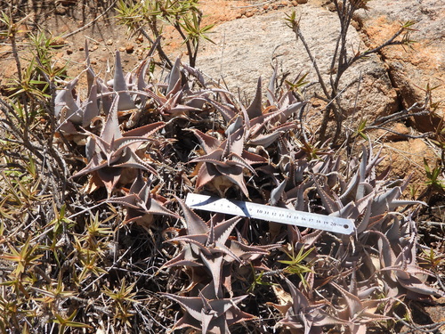 Aloe deltoideodonta, photograph 2