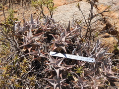 (c) amantedarmanin, some rights reserved (CC BY) Aloe deltoideodonta, photograph (c) amantedarmanin, some rights reserved (CC BY)