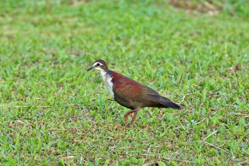 Pampusana kubaryi