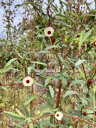 Foto de Vinagreira