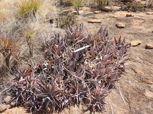 Aloe deltoideodonta