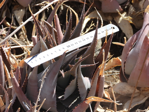Aloe deltoideodonta, photograph 4