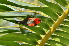 Myzomela rubratra major