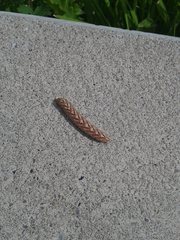 Cucullia chamomillae