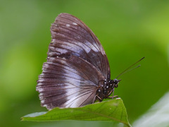 Hypolimnas salmacis salmacis