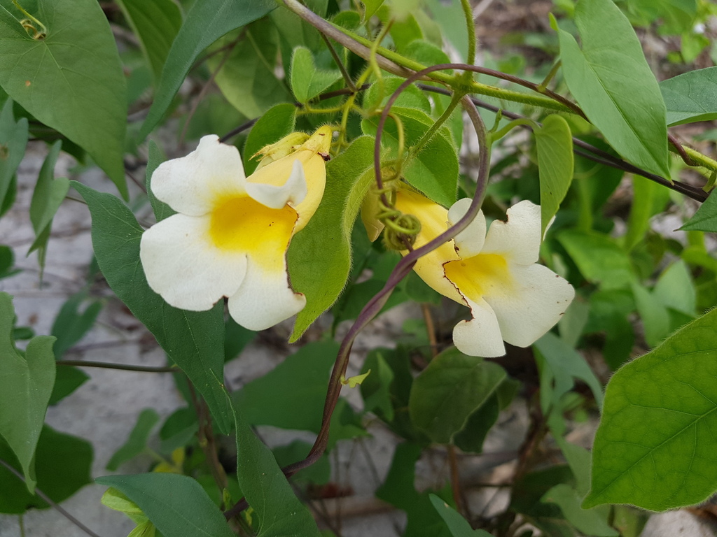 Anemopaegma velutinum