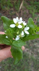 Cochlearia anglica