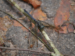 Libellulidae