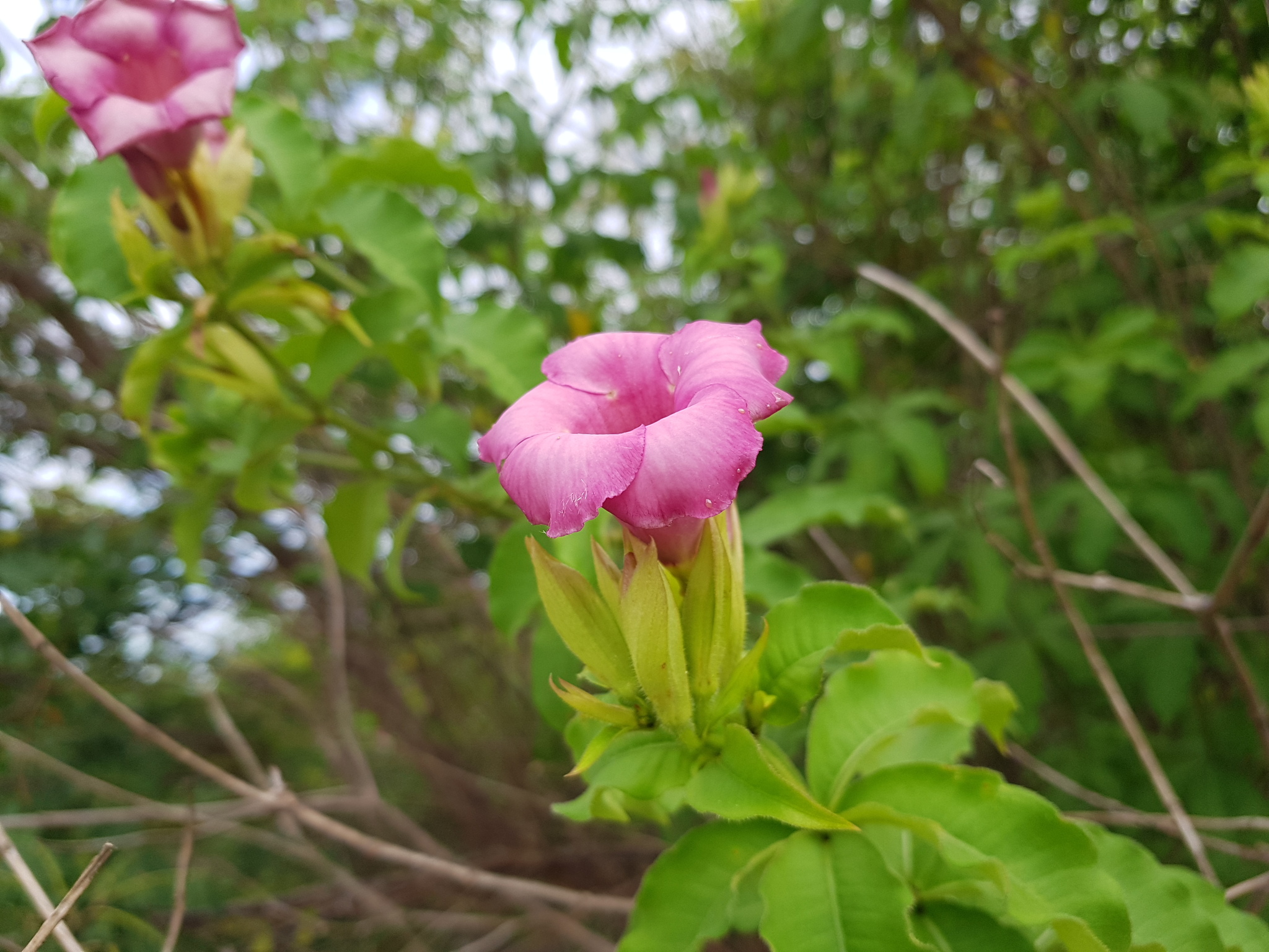 Imagem de Alamanda-roxa