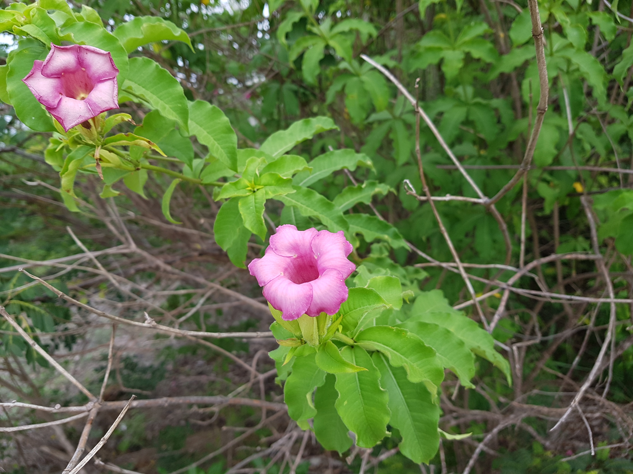 Imagem de Alamanda-roxa