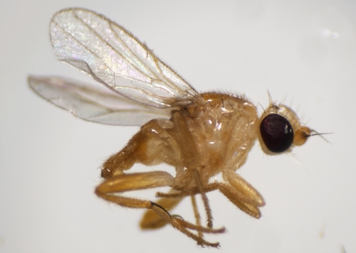 Cadrema pallida observed 2024-01-15