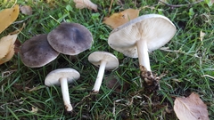 Melanoleuca exscissa