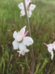 Delphinium gypsophilum