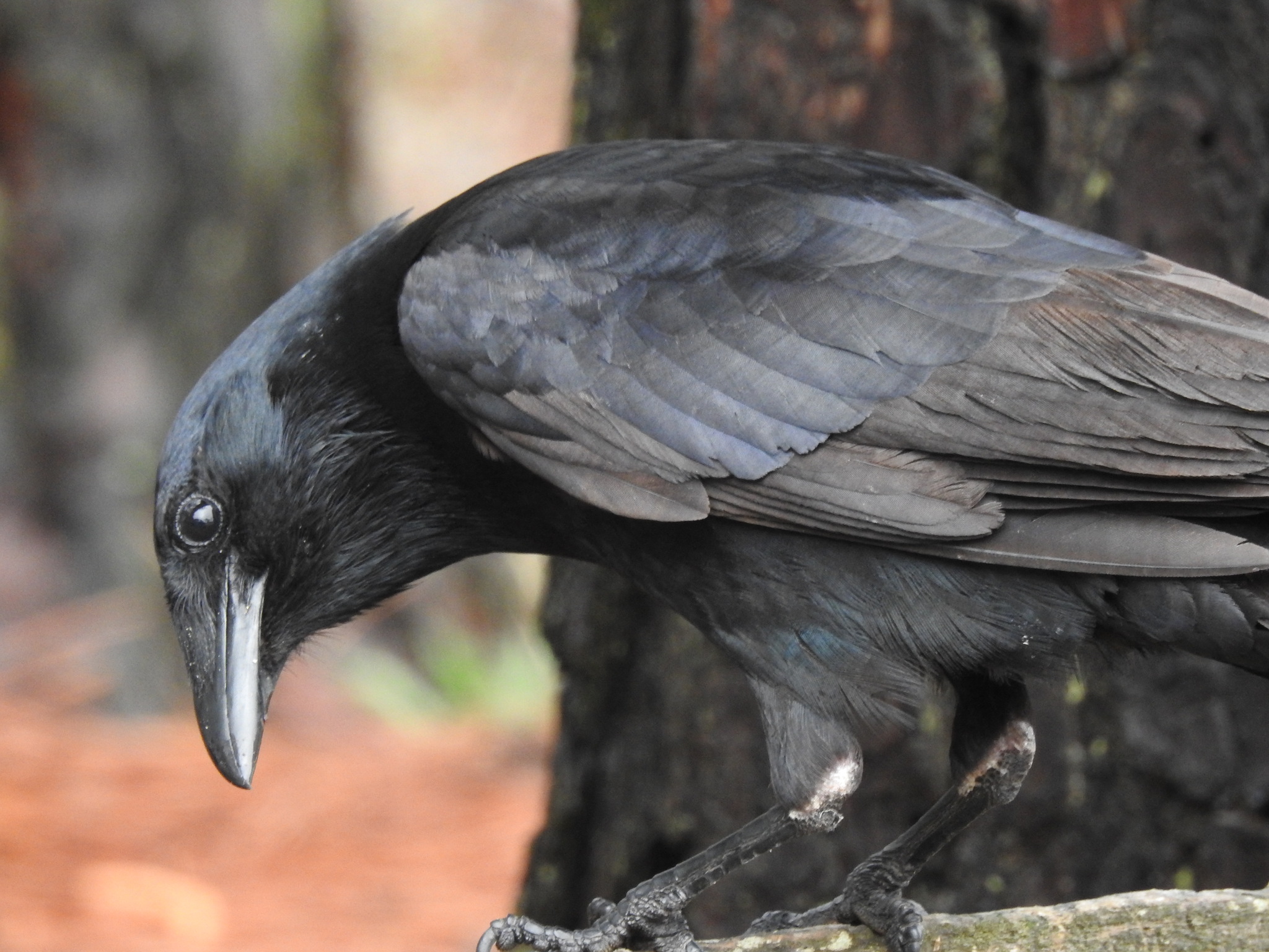 Fish Crow (Corvus ossifragus)